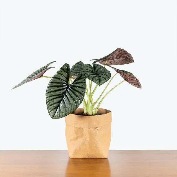 The Difference Between Alocasia and Philodendron Plants – A Guide to Care for Alocasia vs Philodendron image 4