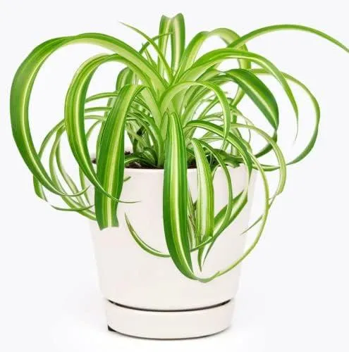 The Best Variegated House Plants to Brighten Your Home image 3