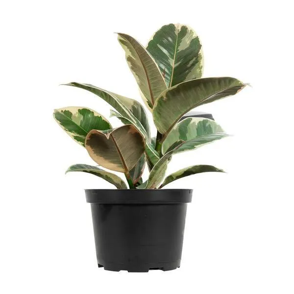 The Best Variegated House Plants to Brighten Your Home image 4