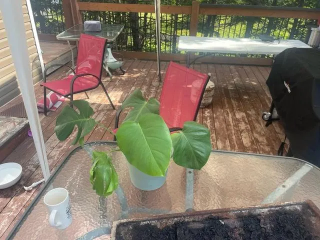 The Difference Between Alocasia and Monstera Houseplants: Care, Light, Growth image 3