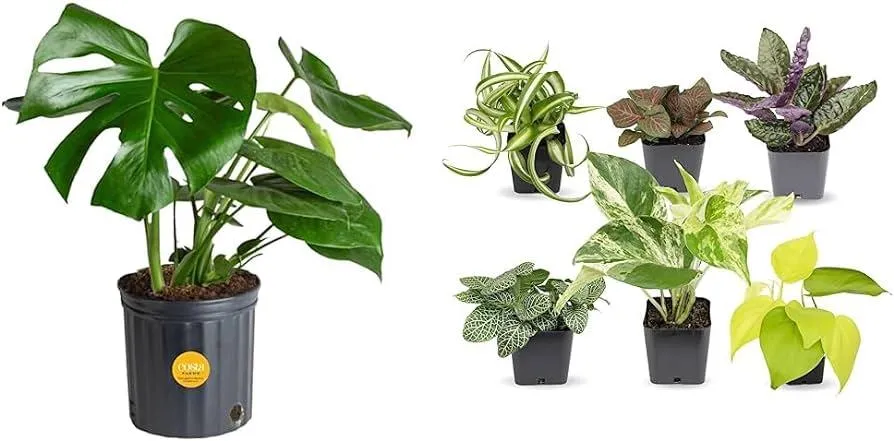 The Difference Between Alocasia and Monstera Houseplants: Care, Light, Growth image 4