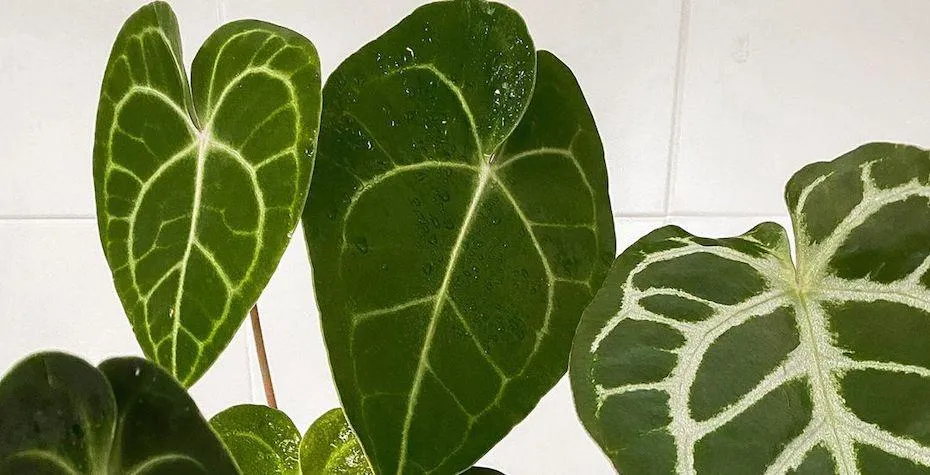 The Difference Between Alocasia and Anthurium Houseplants: Care Guide photo 2