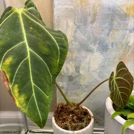 The Difference Between Alocasia and Anthurium Houseplants: Care Guide photo 3
