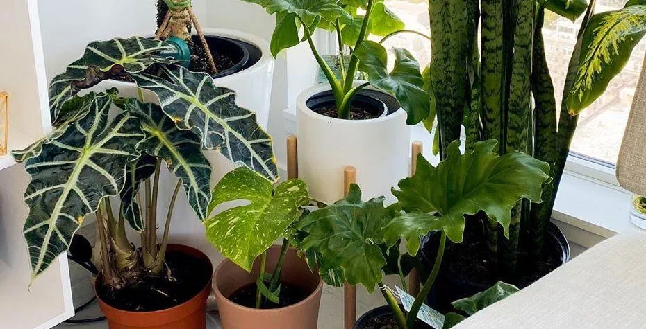 The Difference Between Alocasia and Anthurium Houseplants: Care Guide photo 4