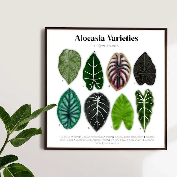 Alocasia Velvet Plant Varieties: A Guide to Different Types of Alocasia Polly photo 2