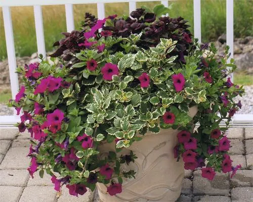 Best Full Sun Cascading Plants – Tips for Choosing Overhanging Flowers and Foliage photo 2