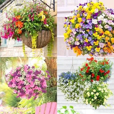 Best Full Sun Cascading Plants – Tips for Choosing Overhanging Flowers and Foliage photo 3