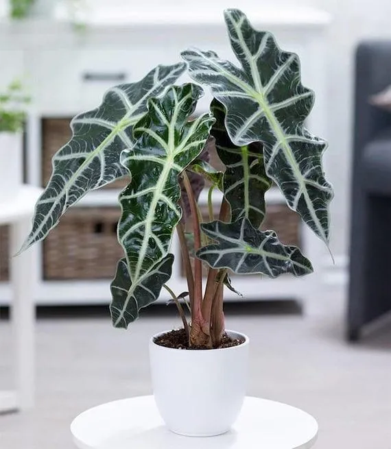 Is the Alocasia Plant Safe for Dogs? Everything You Need to Know photo 4