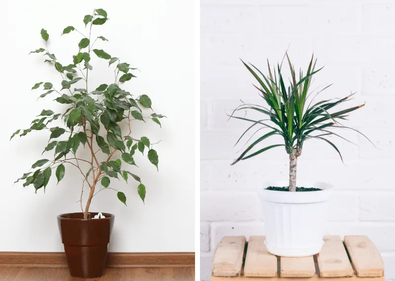 Best Indoor Trees for Beginners – Easy to Care for Houseplants That Thrive in Low Light photo 0