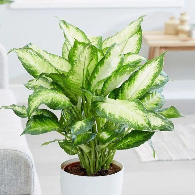 Friendship Plant Dangerous for Cats – Why Dieffenbachia is Toxic to Felines image 4