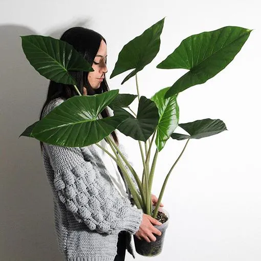 The Best Alocasia Round Leaf Plant Care Guide – How to Grow Alocasias with Round Leaves image 3