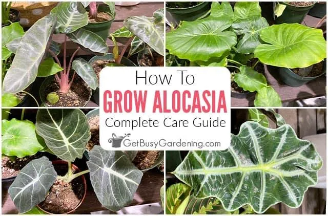 The Best Alocasia Round Leaf Plant Care Guide – How to Grow Alocasias with Round Leaves image 4