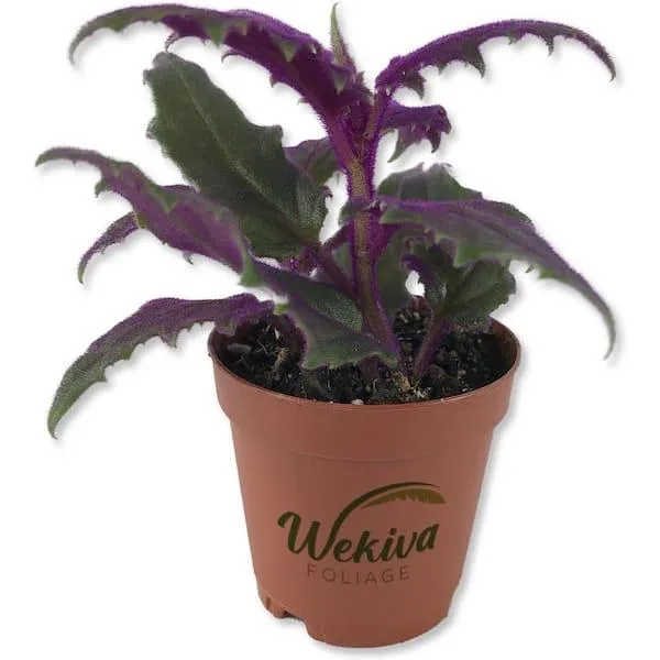 Alocasia Purple Passion Plant Care Guide: How to Grow and Care for Alocasia Purple Passion photo 2