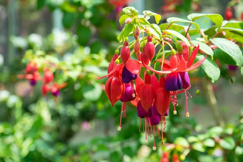 Flowers That Thrive Growing Upside Down or Downward Facing photo 2