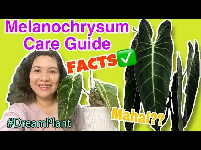 Alocasia Melano Care Guide: How to Grow and Care for Black Velvet Elephant Ear photo 2