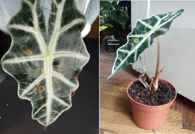 Why Your Alocasia Plant Lost All Its Leaves and How to Help It Recover photo 2