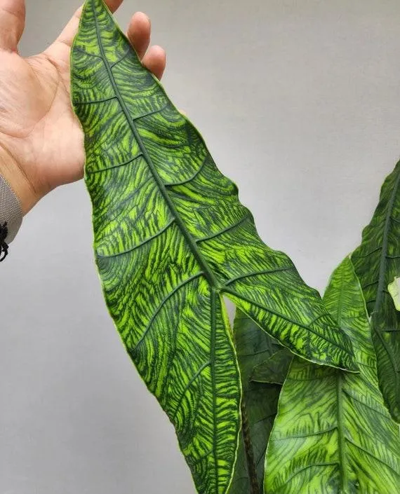 Why Your Alocasia Plant Lost All Its Leaves and How to Help It Recover photo 3