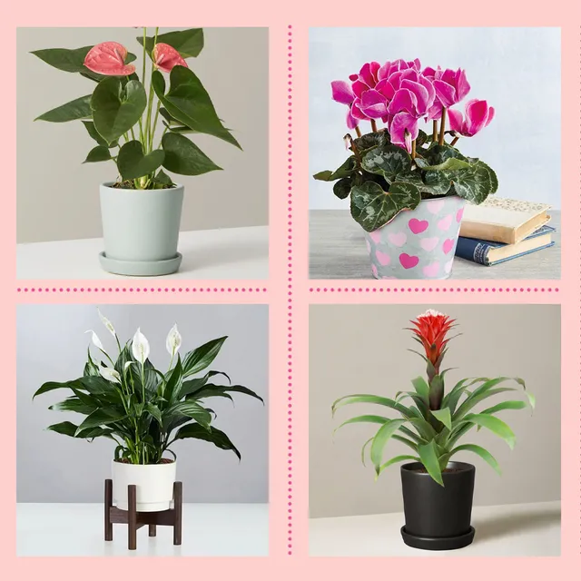 Flowers Perfect for Indoor Gardening – Discover Which Blooms Thrive Inside Your Home image 2