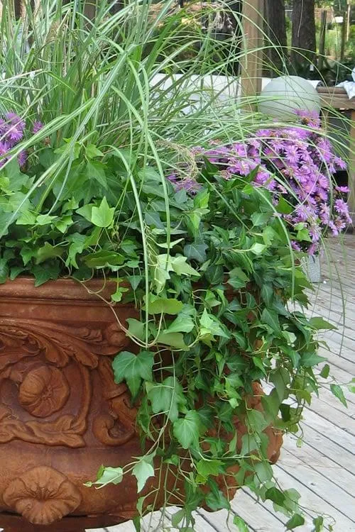 Beautiful Flower Cascades Overflowing Plant Pots – Blog Title photo 4