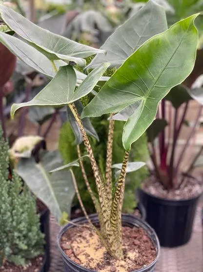 Care Guide for Alocasia gloriosum (African Mask Plant) – Tips for Growing an Exotic Elephant Ear image 3