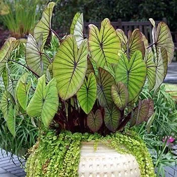 Care Guide for Alocasia gloriosum (African Mask Plant) – Tips for Growing an Exotic Elephant Ear image 4