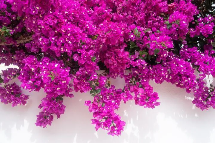 Beautiful Cascading Flowers Pouring Over the Side of a Garden Wall image 2