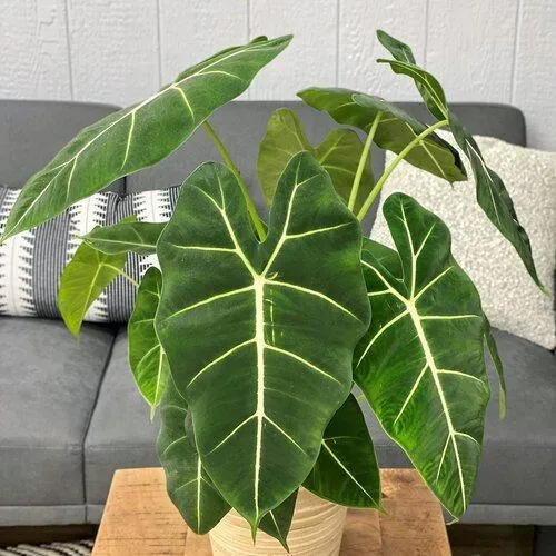 Alocasia Frydek vs Green Velvet – Compare These Popular Heart Shaped Aroid Plants image 2