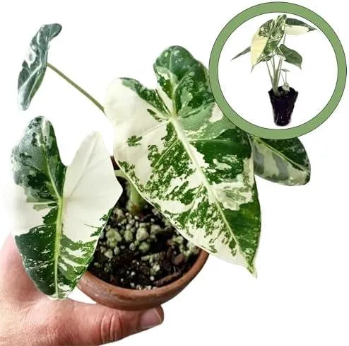 Alocasia Frydek Variegated Plant Price – Buy Alocasia Frydek Variegated and Learn About Care for this Beautiful Variegated Elephant Ear photo 2