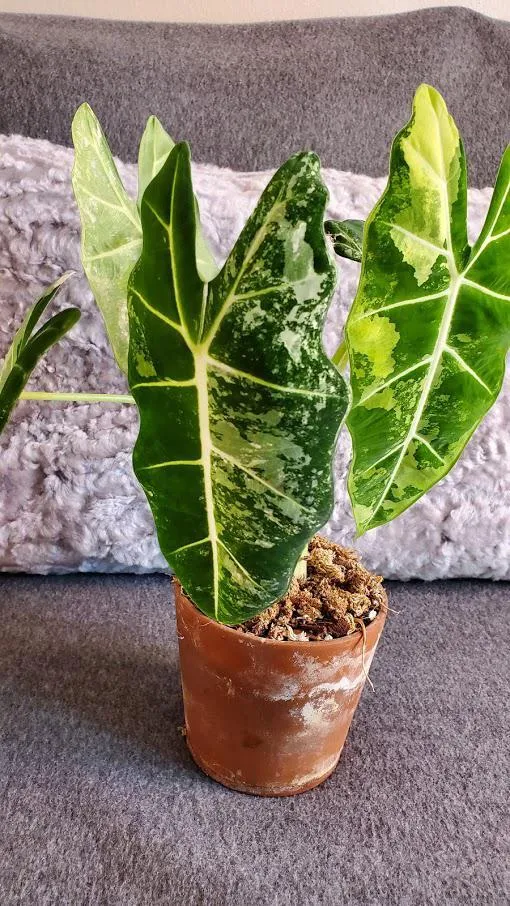 Alocasia Frydek Variegated Plant Price – Buy Alocasia Frydek Variegated and Learn About Care for this Beautiful Variegated Elephant Ear photo 3