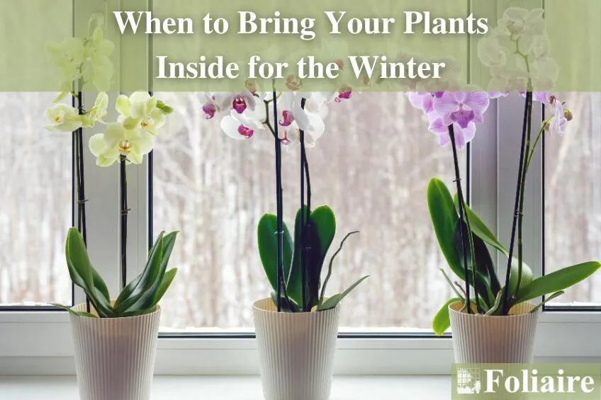 Best Flowers to Grow Indoors Year Round: Indoor Flower Gardening Ideas image 2