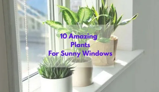 Best Indoor Trees That Can Thrive in Direct Sunlight – Houseplant Ideas for Sunny Windows image 3
