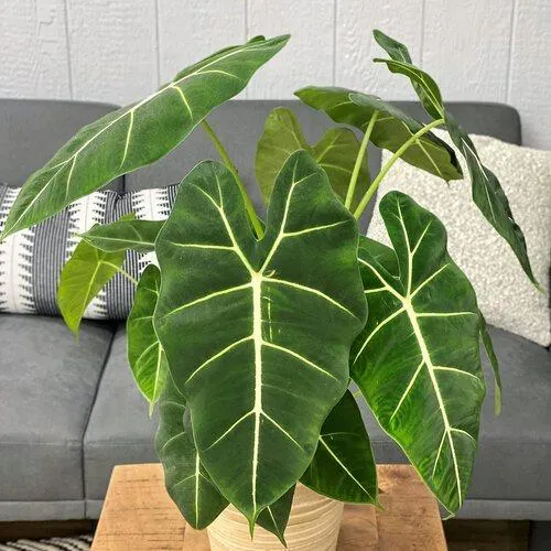 Discover the Fascinating Alocasia Cat Plant: Care, Types, and Growing Tips image 3