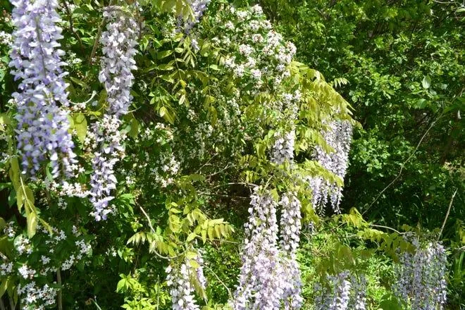 Beautiful Blooming Plants That Cascade: Flowering Vines for Your Garden photo 3
