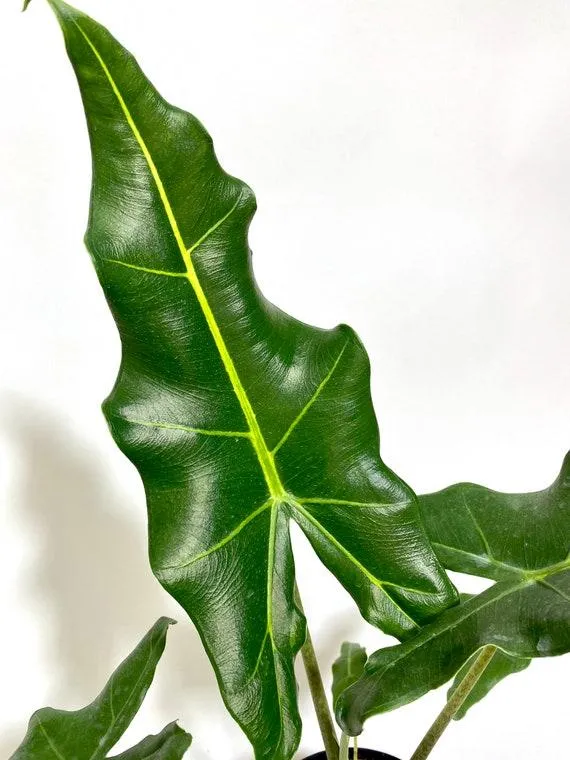 Is the Alocasia Plant Safe for Cats? Everything You Need to Know About Having Alocasia Around Your Feline Friends photo 3