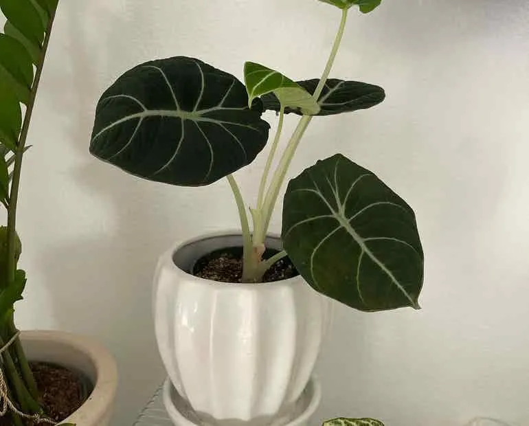 Is the Alocasia Plant Safe for Cats? Everything You Need to Know About Having Alocasia Around Your Feline Friends photo 4