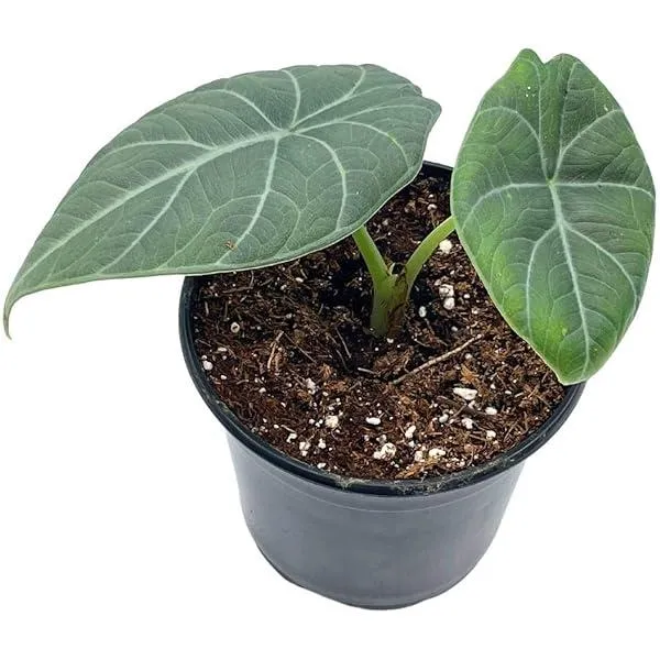 Alocasia Black Velvet vs Frydek: Comparing the Care and Growth of These Beautiful Aroid Plants photo 3