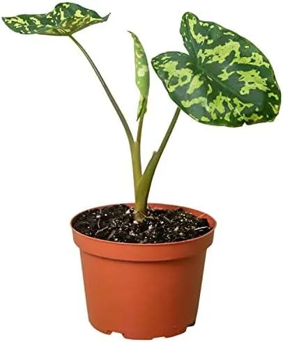 Alocasia Black Velvet vs Frydek: Comparing the Care and Growth of These Beautiful Aroid Plants photo 4