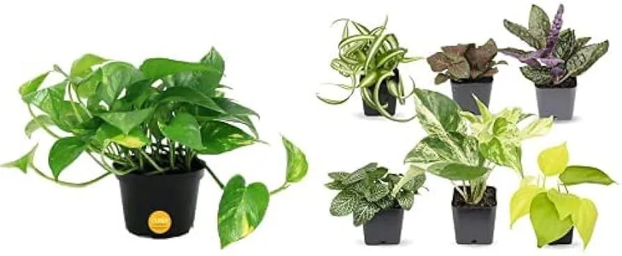 How to Choose and Care for Hanging Plants Inside Your Home photo 2