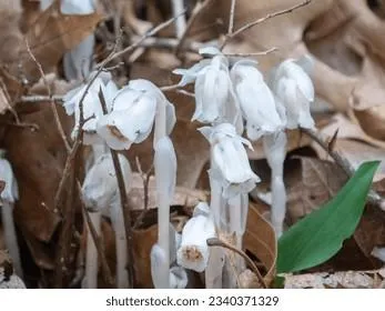 Florida Ghost vs Florida Beauty: Which Flower is Scarier or More Beautiful? image 2