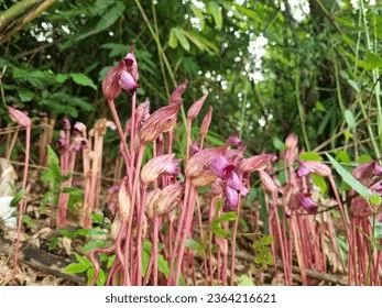 Florida Ghost vs Florida Beauty: Which Flower is Scarier or More Beautiful? image 4