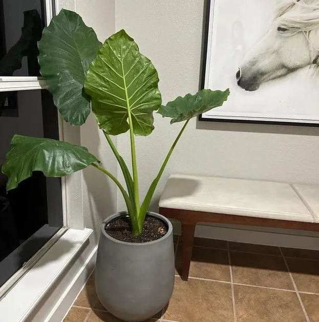 Alocasia Plant Care Guide: Keeping Your Alocasia Plants Safe From Cats photo 2