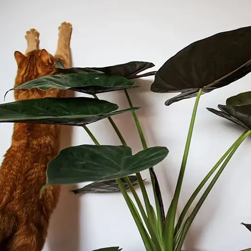 Alocasia Plant Care Guide: Keeping Your Alocasia Plants Safe From Cats photo 3