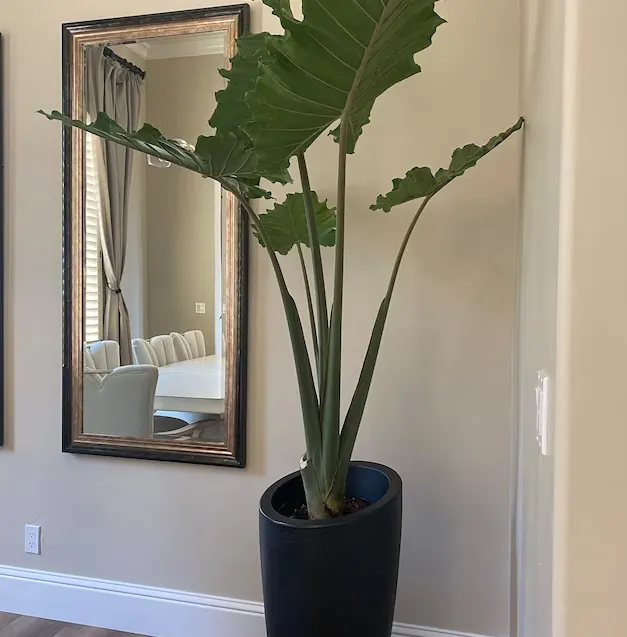 Alocasia Plant Care Guide: Keeping Your Alocasia Plants Safe From Cats photo 4