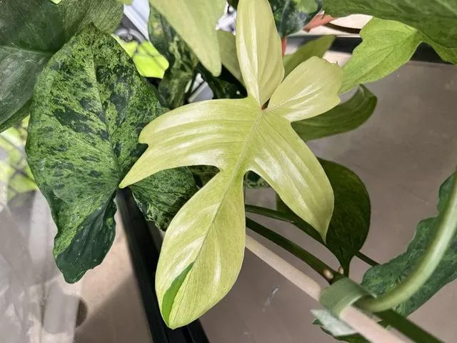 Florida Ghost Variegated: The Unique Variegation Pattern on These Florida Plants photo 2