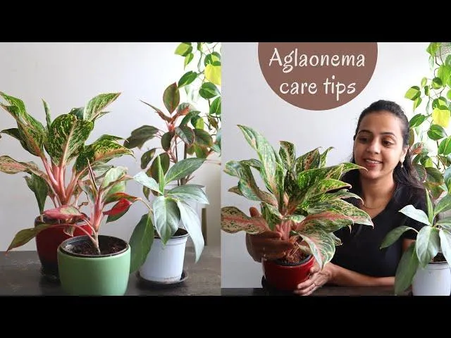 How to Propagate Aglaonema Creta: Chinese Evergreen Plant Division and Care Tips photo 2