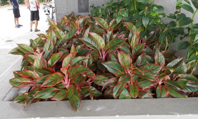 How to Propagate Aglaonema Creta: Chinese Evergreen Plant Division and Care Tips photo 3