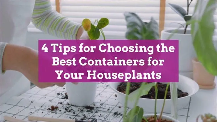 Inside Plants for Beginners: Tips for Choosing Low Maintenance Houseplants photo 2