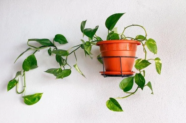 Inside Plants for Beginners: Tips for Choosing Low Maintenance Houseplants photo 3