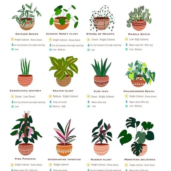 Inside Plants for Beginners: Tips for Choosing Low Maintenance Houseplants photo 4