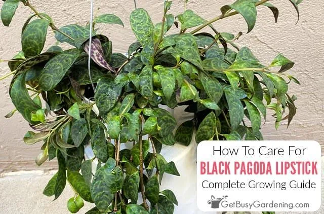 Care Guide for Aeschynanthus Plants, the Lipstick Plant Loved by Cats image 2